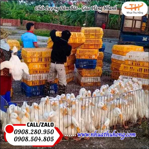 Bán lồng nhựa bắt (đựng) gà, vịt giá sỉ rẻ chất lượng cao 4 Lồng nhựa bắt gà dày dặn – Không lo gãy, vỡ, chịu tải tốt