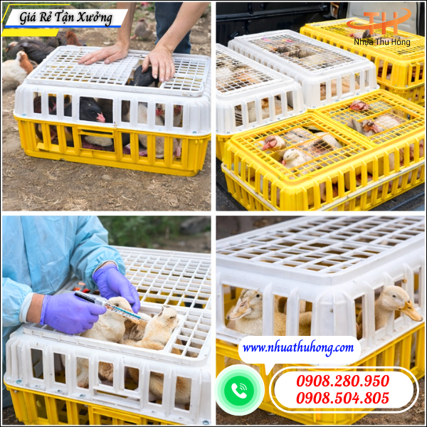 Lồng bắt gà vịt nhựa giá sỉ – bền nhẹ, dễ bắt, dễ dùng 4 lồng nhựa bắt gà vịt bền nhẹ dễ dùng